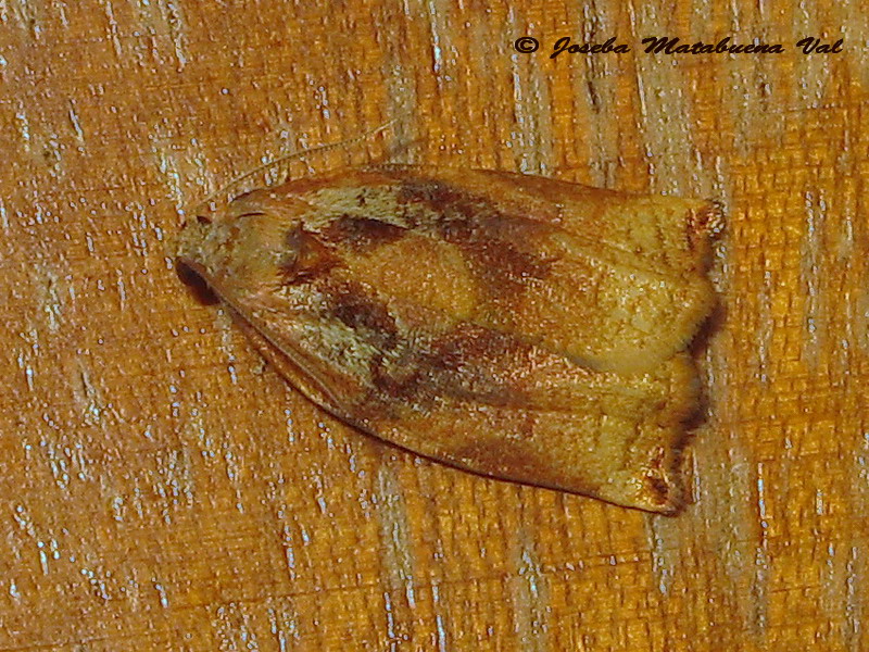 Archips podana maschio - Tortricidae